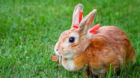 Cute Easter bunny. Red rabbit wearing a red ribbon bow on its head, looking at Stock Photos
