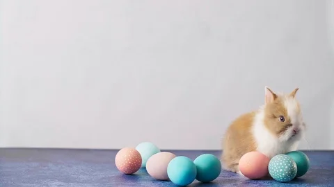 Cute Easter bunny on table with colorful eggs and feathers. Easter holiday de Stock Footage 125390049