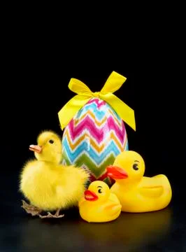 Cute Easter Duck. Stock Photos