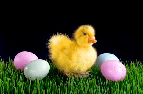 Cute Easter Duck. Stock Photos