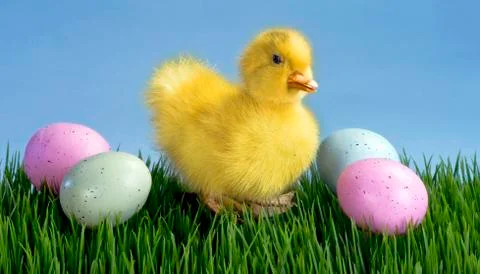 Cute Easter Duck. Stock Photos