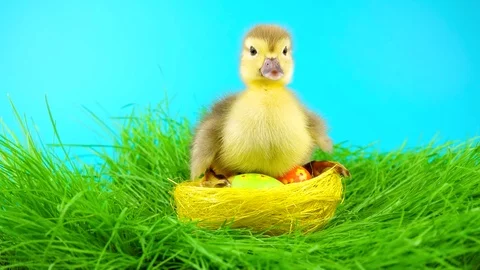 Cute Easter duckling sitting on the nest with colorful eggs Stock Footage 72736353