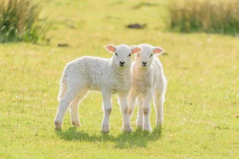 Cute Easter Lambs Stock Photos