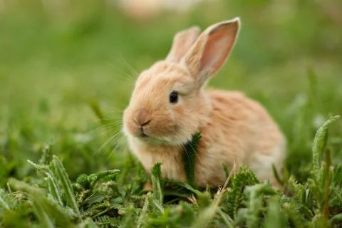Cute easter orange bunny rabbit on green grass Stock Photos