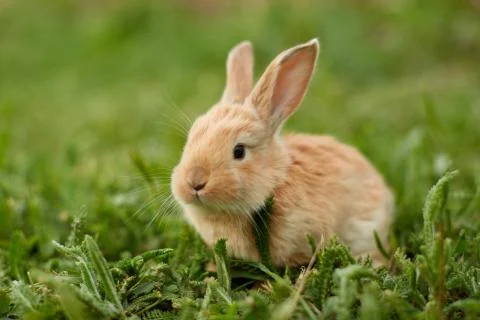 Cute easter orange bunny rabbit on green grass Stock Photos