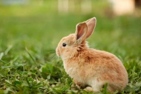 Cute easter orange bunny rabbit on green grass Stock Photos