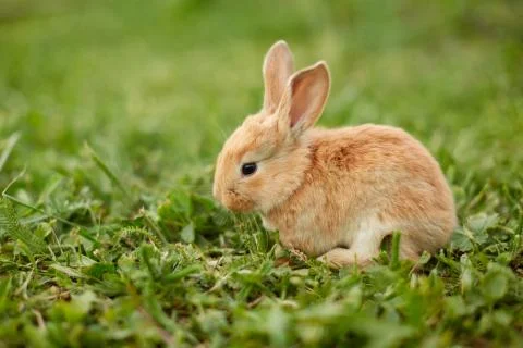 Cute easter orange bunny rabbit on green grass Stock Photos