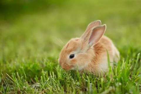 Cute easter orange bunny rabbit on green grass Stock Photos