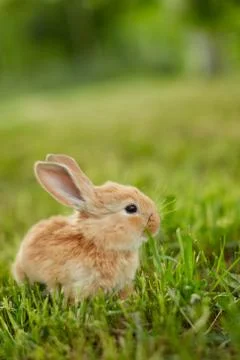 Cute easter orange bunny rabbit on green grass Stock Photos