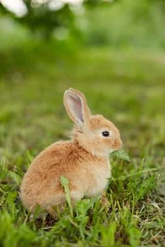 Cute easter orange bunny rabbit on green grass Stock Photos