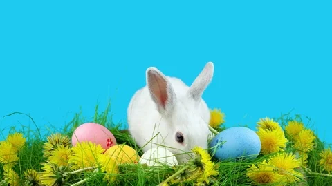 Cute Easter rabbit sitting near Easter eggs, green grass with dandelions Stock Footage 72558495