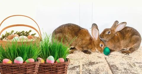 Cute easter rabbits sitting in basket Stock Photos