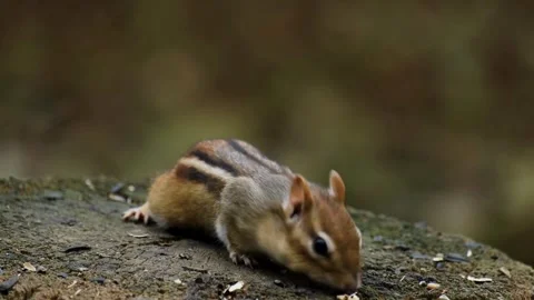 Cute Eastern Chipmunk Foraging for Nuts on Forest Floor Video stock 322213877