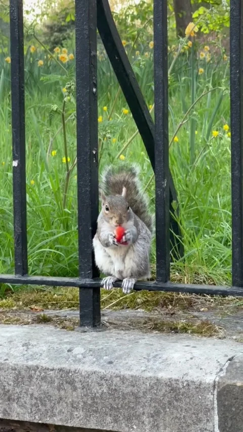Cute eastern gray squirrel eating a red berry on a metal fence Stock Footage 335249304