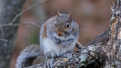 Cute Eastern Gray Squirrel Video stock 102922281