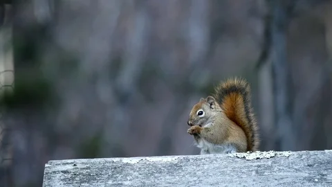 Cute eastern gray squirrel or grey squirrel, Sciurus carolinensis, on wood. Stock Footage 102232338