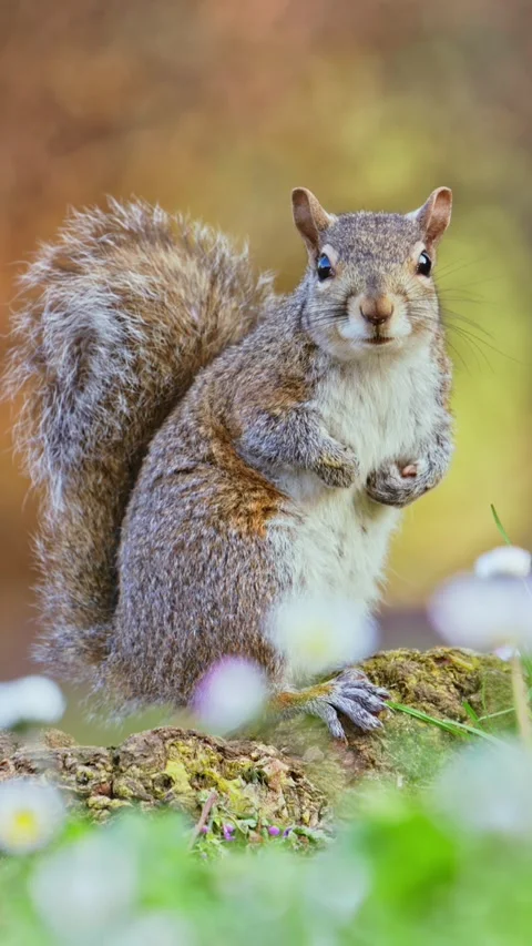 Cute eastern gray squirrel standing on mossy log outdoors in spring forest. Stock Footage 339511397