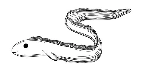 Cute Eel Fish Hand Drawn Engraving Sketch Stock Illustration