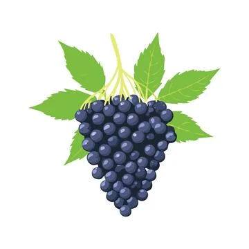 A cute Elderberry fruit illustration Illustrazione stock