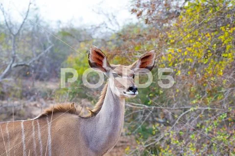 Cute elegant Kudu female head close up and portrait. Wildlife Safari in the.. Stock Photos