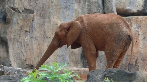 Cute elephant in nature Stockbeeldmateriaal 90157943
