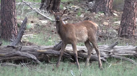 Cute Elk Calf Vídeos de archivo 27812595
