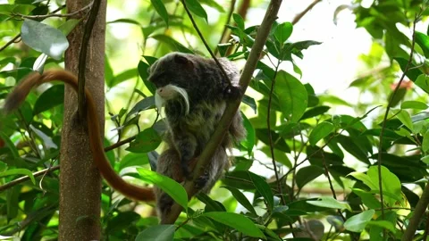 A cute Emperor tamarin monkey (Saguinus imperator) perches on the branch Stock Footage 332035783