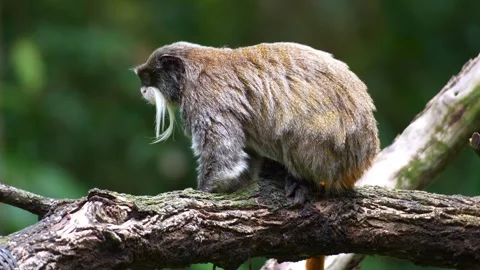 A cute Emperor tamarin monkey (Saguinus imperator) perches on the branch Stock Footage 332064473