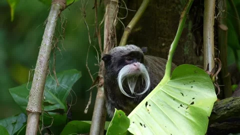 A cute Emperor tamarin monkey (Saguinus imperator) curiously looks around the Stock Footage 333944868