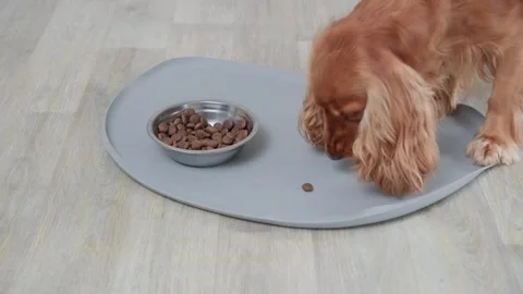 Cute english cocker spaniel eating dry kibble from a silicone mat next to a Stockbeeldmateriaal 337826713