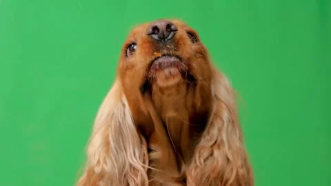 Cute english cocker spaniel with long ears eating delicious food and licking its 스톡 동영상 337769279