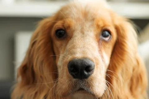 Cute English Cocker Spaniel Looking Into the Camera With Beautiful Dark Eyes Stock Photos