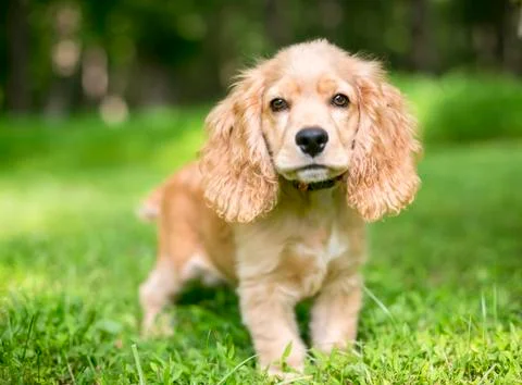 A cute English Cocker Spaniel puppy standing outdoors in the grass Stock Photos