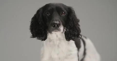 English Springer Spaniel Stock Video Footage | Royalty Free English ...