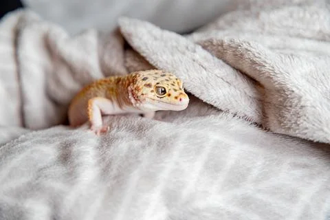 Cute eublephar close-up on a soft blanket Stock-Fotos