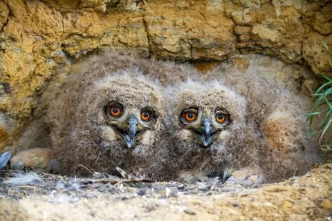 Cute eurasian eagle-owl younglings hiding under rocks of cliff and facing camera Stock Photos