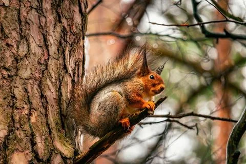 Cute eurasian red squirrel (Sciurus vulgaris) sits on a tree branch.Warm spring Foto stock