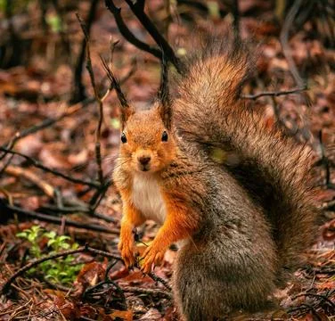 Cute eurasian red squirrel (Sciurus vulgaris)stands still on a ground with green Foto stock