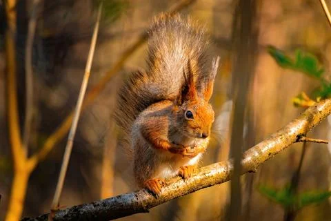 Cute eurasian red squirrel (Sciurus vulgaris) sits on a tree branch with green l Foto stock