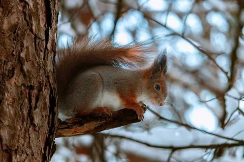 Cute eurasian red squirrel (Sciurus vulgaris) sits on a tree branch near snowy Foto stock
