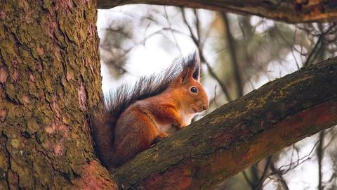 Cute eurasian red squirrel (Sciurus vulgaris) sits on a tree branch Foto stock
