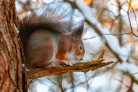 Cute eurasian red squirrel sits on a tree branch near snowy b Foto stock