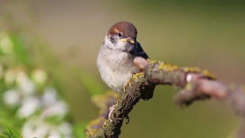 Cute Eurasian Tree Sparrow Sitting on a Mossy Tree Branch Stock Footage 345633983