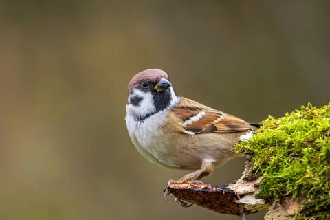 Cute Eurasian tree sparrow sitting on a mushroom on a mossy log Stock Photos