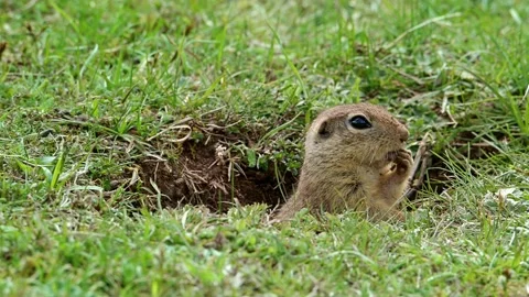 Cute European ground squirrel comes out of its hole and watches curiously. Video stock 161069503