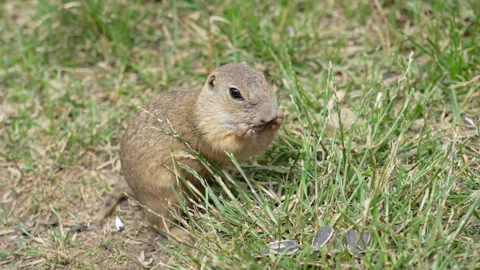 Cute European ground squirrel looking directly at camera in green grass Stock Footage 346180575