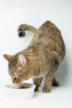 Cute European kitten isolated white background , animal portrait Stock Photos