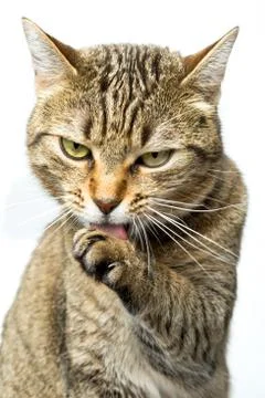 Cute European kitten isolated white background , animal portrait Stock Photos