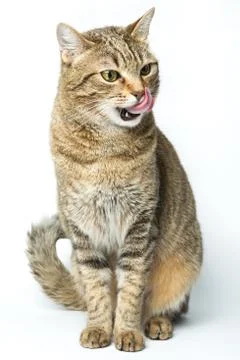 Cute European kitten isolated white background , animal portrait Stock Photos