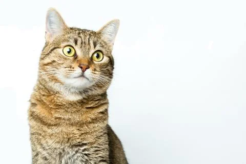 Cute European kitten isolated white background , animal portrait Stock Photos